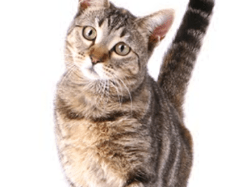 القط عاهد قط بشري أو قائد حرب على&nbsp;البشر